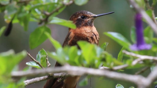 kolibřík duhovohřbetý - ML201116781