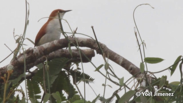 Red-and-white Spinetail - ML201116841