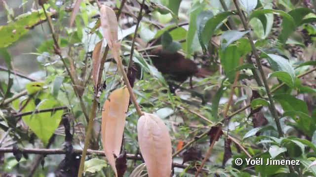 Peru Çıtkuşu - ML201116891