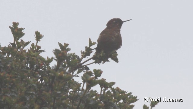 kolibřík myrtový - ML201116931