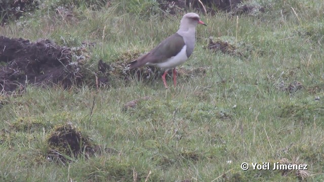 Andean Lapwing - ML201116941