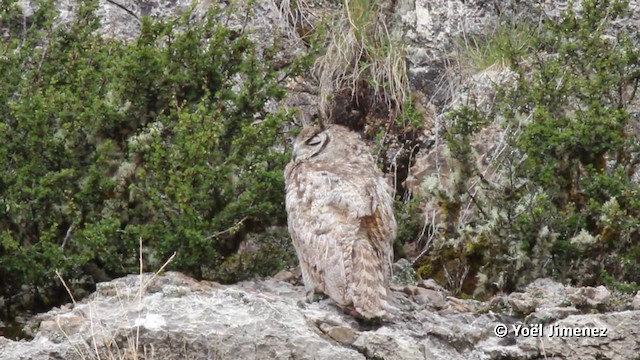 Lesser Horned Owl - ML201117131
