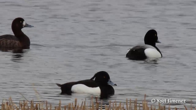 Greater Scaup - ML201117341