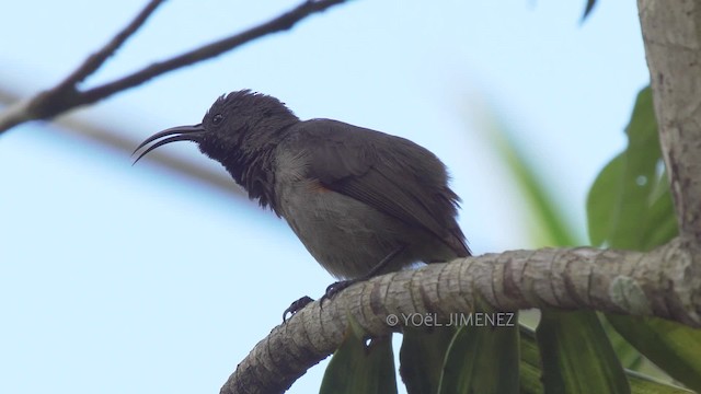 Seychellennektarvogel - ML201117371