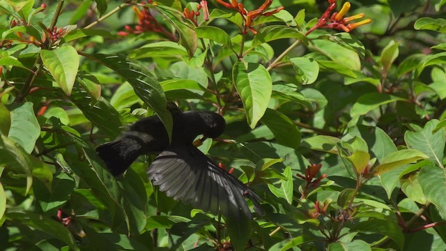 Seychelles Sunbird - ML201117421