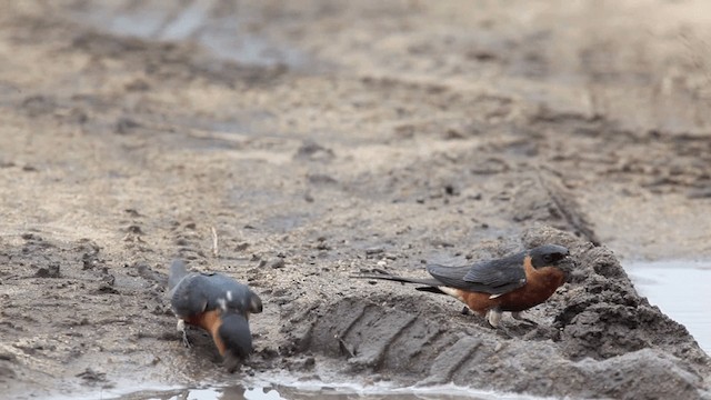 Rufous-chested Swallow - ML201117581