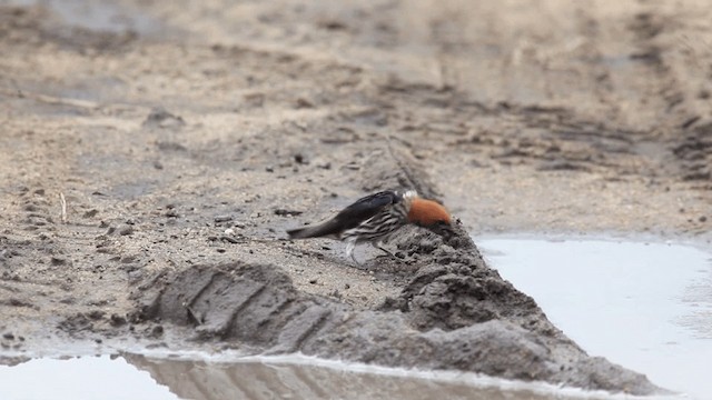 Lesser Striped Swallow - ML201117601