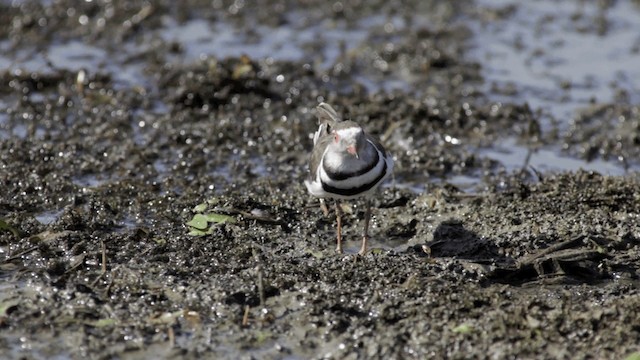 Three-banded Plover (African) - ML201117661