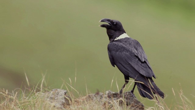 White-necked Raven - ML201117721