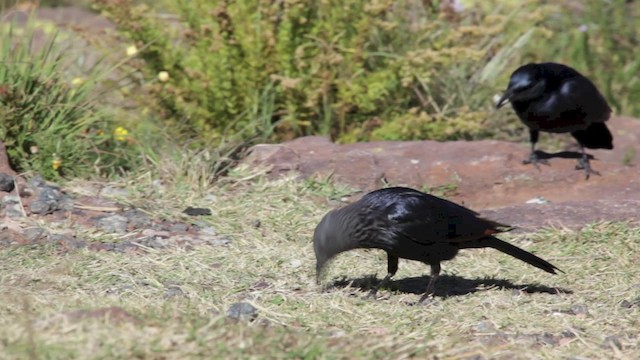 Red-winged Starling - ML201117741