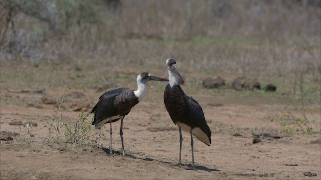 African Woolly-necked Stork - ML201117791