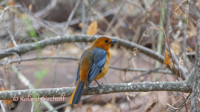 Red-capped Robin-Chat - ML201117921