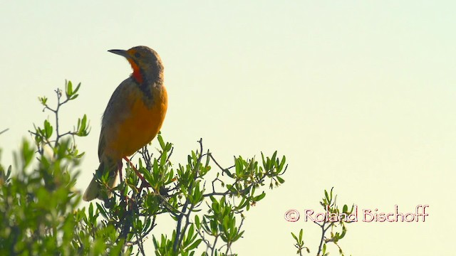  - Orange-throated Longclaw
