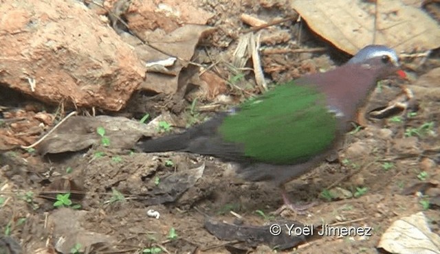 holub zelenokřídlý - ML201119171