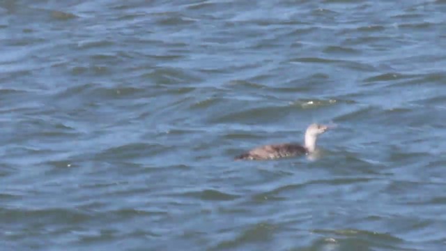 Red-throated Loon - ML201119691