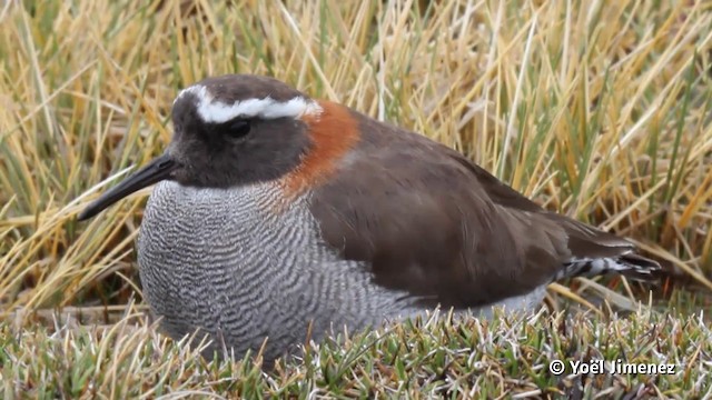  - Diademed Sandpiper-Plover