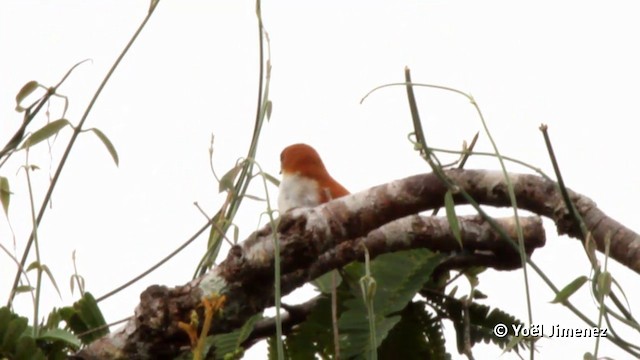 Red-and-white Spinetail - ML201120321