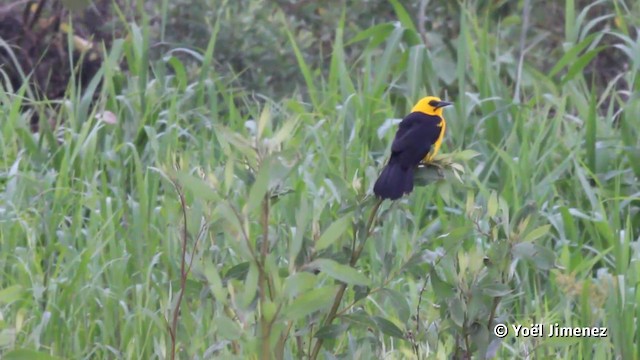 Oriole Blackbird - ML201120341
