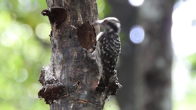 Sunda Pygmy Woodpecker - ML201120491