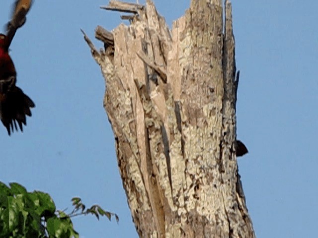 Red-necked Woodpecker - ML201120501