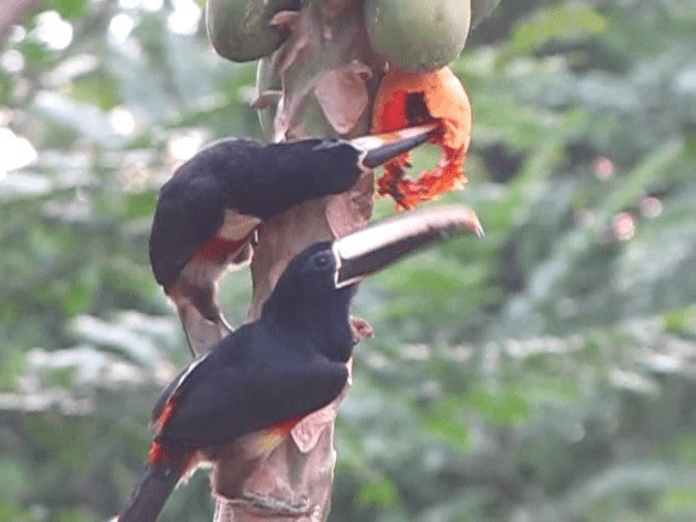 Black-necked Aracari - ML201120531