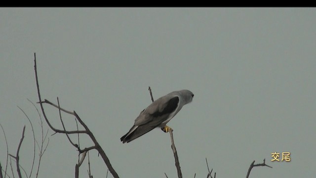 Black-winged Kite (Asian) - ML201120591
