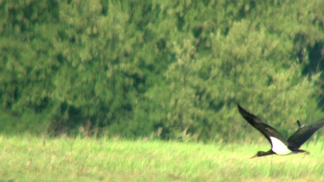 Black Stork - ML201120741