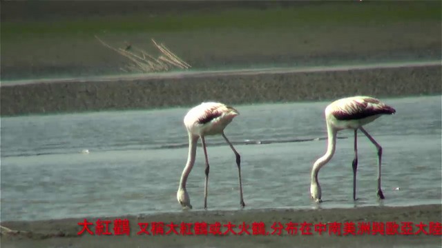 Greater Flamingo - ML201120761