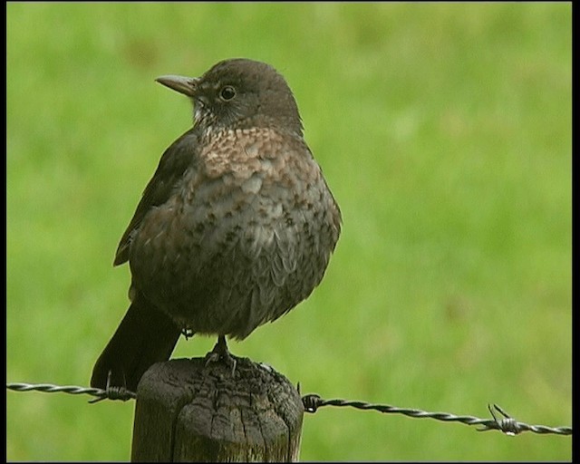 Eurasian Blackbird - ML201121551