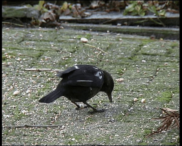 Eurasian Blackbird - ML201121571