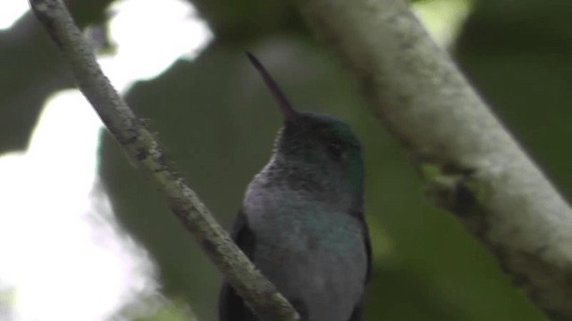Blue-chested Hummingbird - ML201122591