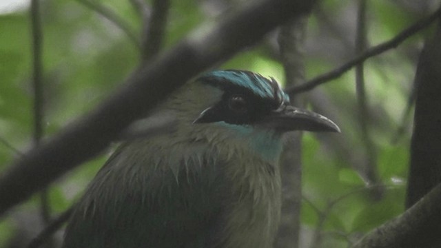 Lesson's Motmot - ML201122611