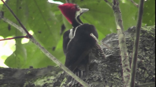 Crimson-crested Woodpecker - ML201122701