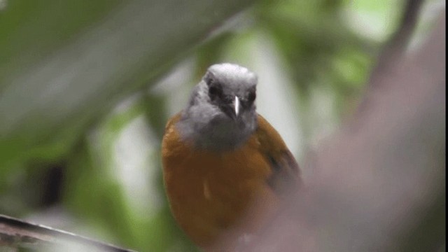 Gray-headed Tanager (Gray-crested) - ML201122921
