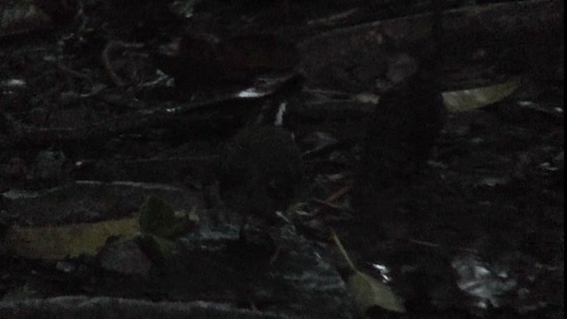 Orange-billed Sparrow - ML201123071