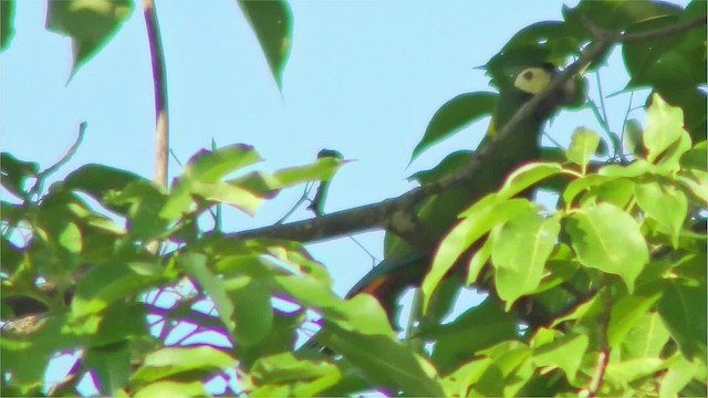 Yellow-collared Macaw - ML201123241