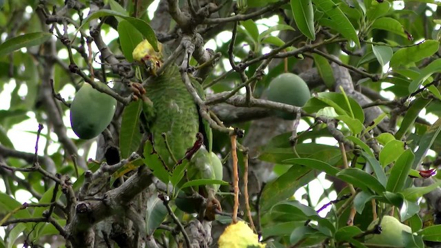 Yellow-faced Parrot - ML201123251