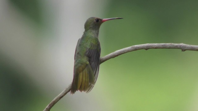 Gilded Hummingbird - ML201123411