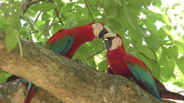 Red-and-green Macaw - ML201123581