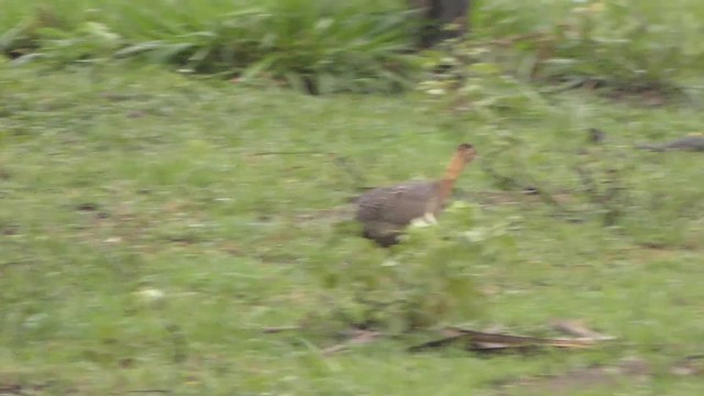 Red-winged Tinamou - ML201123621