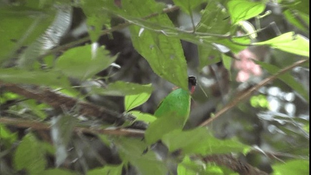 Red-necked Tanager - ML201123881