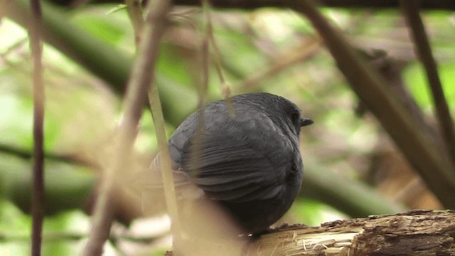 Mouse-colored Tapaculo - ML201123941