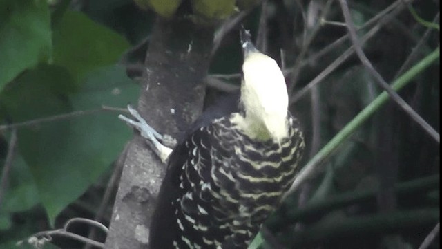 Blond-crested Woodpecker - ML201124121