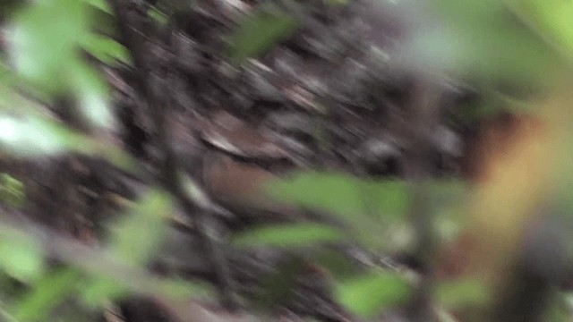 Rufous-breasted Leaftosser (Rufous-breasted) - ML201124251
