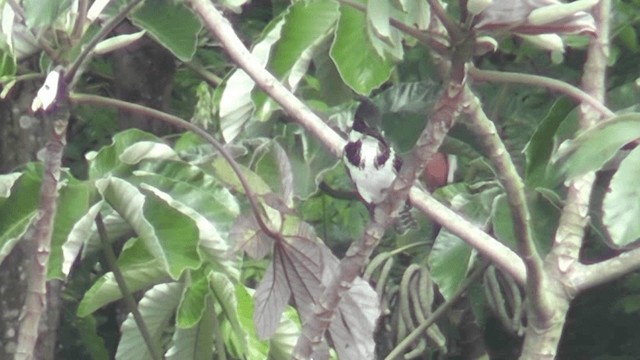 Amazon Kingfisher - ML201124261
