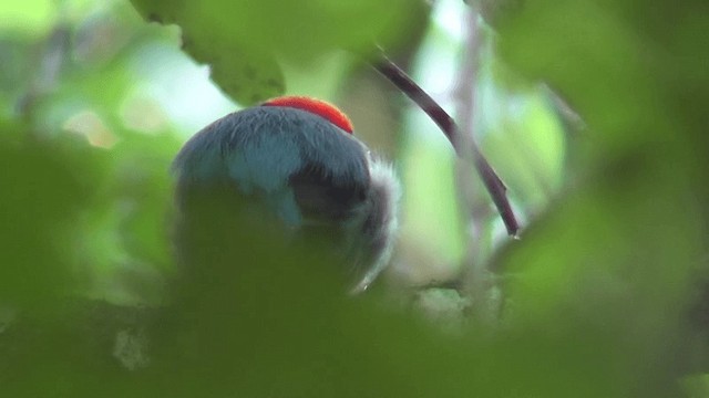 Swallow-tailed Manakin - ML201124301