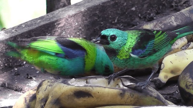 Green-headed Tanager - ML201124421