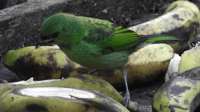 Green-headed Tanager - ML201124431