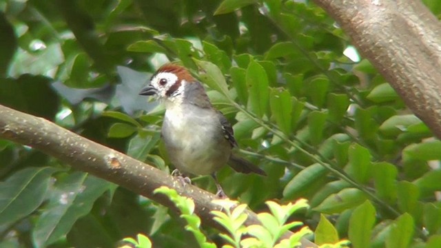 White-faced Ground-Sparrow - ML201124681