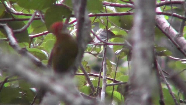 Bar-bellied Woodpecker - ML201124951